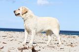 LABRADOR 569
